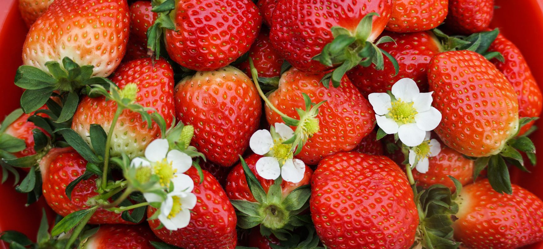 기술로 키운 깨끗한 보약, 고기능성 바이오 작물