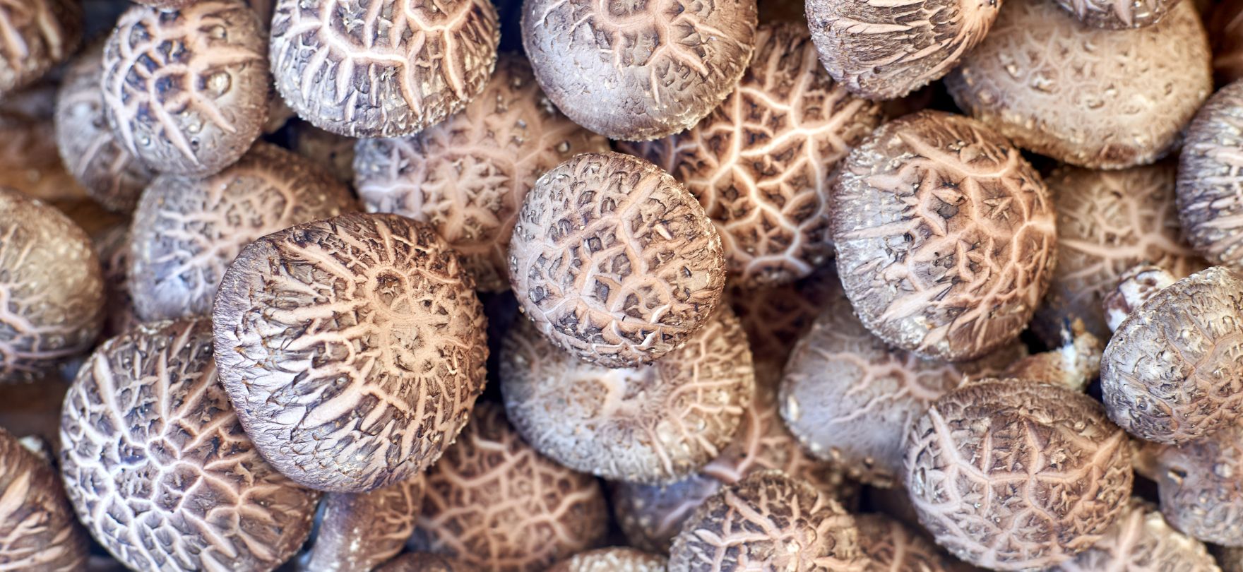 기술로 키운 깨끗한 보약, 고기능성 바이오 작물